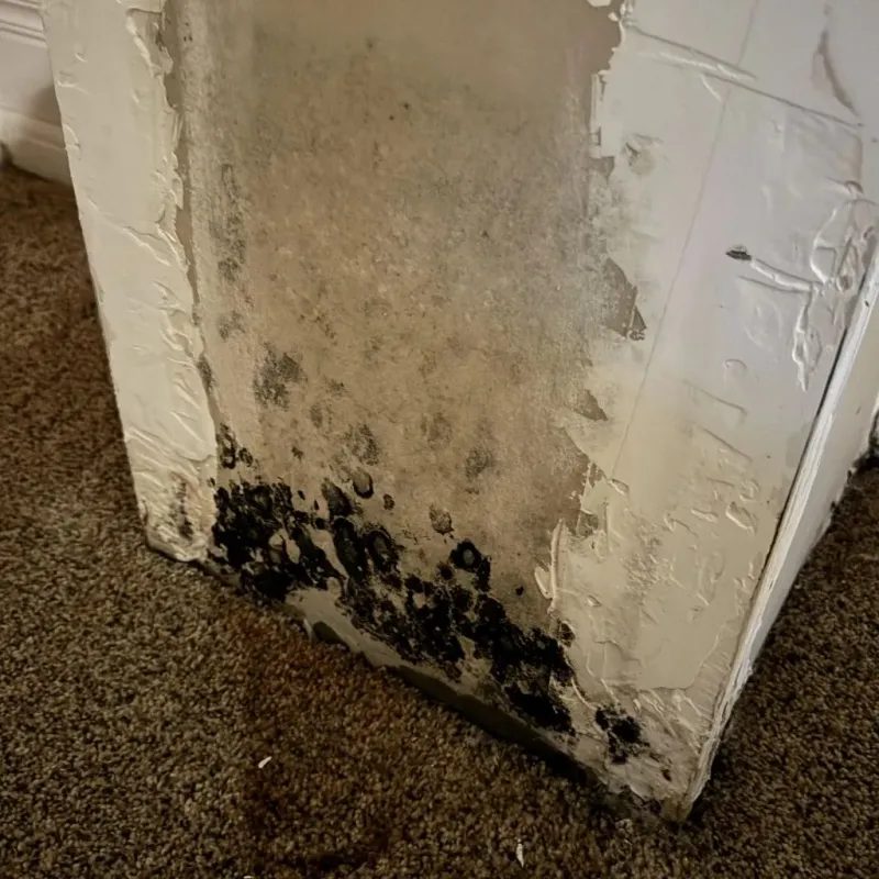 Professional Mold Removal in Jericho, VT